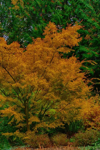 Plano Vertical Árboles Colores Bosque Otoño Seattle — Foto de Stock
