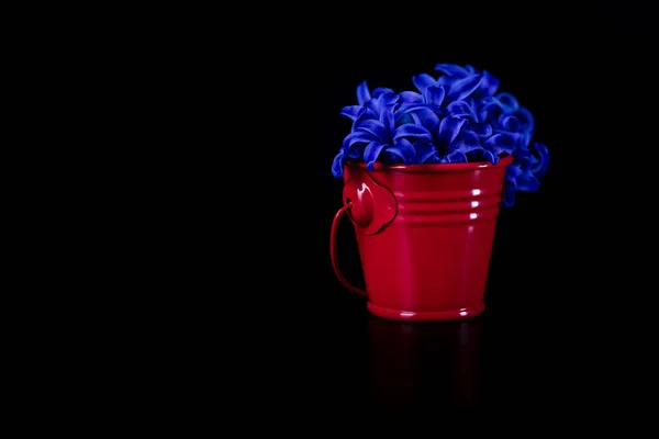 Die Hyazinthe Blüht Mini Ziereimer Kleiner Metalleimer Mit Blüten Isoliert — Stockfoto