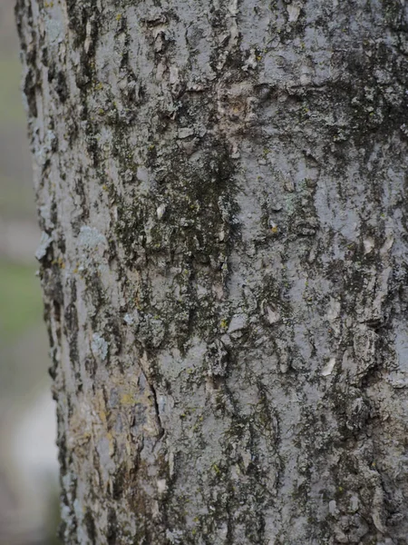 Gros Plan Une Texture Écorce Arbre — Photo