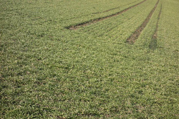 Une Vue Naturelle Des Marques Sentier Sur Terrain Vert Campagne — Photo