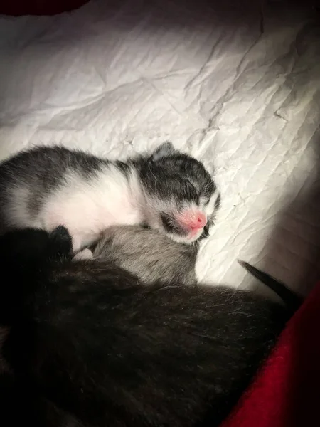 Primer Plano Lindo Gatito Una Semana Durmiendo Junto Madre Una —  Fotos de Stock