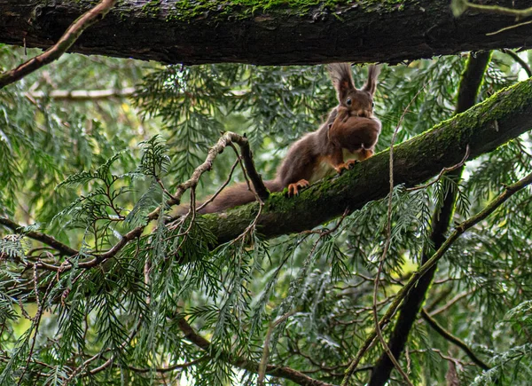 Wiewiórka Niosąca Swoje Dziecko Ustach Drzewie — Zdjęcie stockowe
