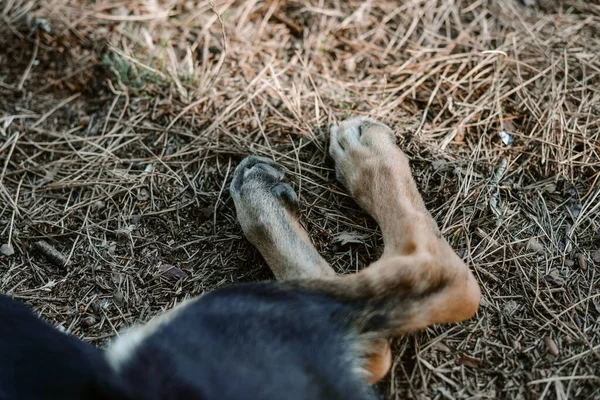 Задние Лапы Щенячьей Собаки Маленькая Немецкая Овчарка Лежат Сухом Поле — стоковое фото
