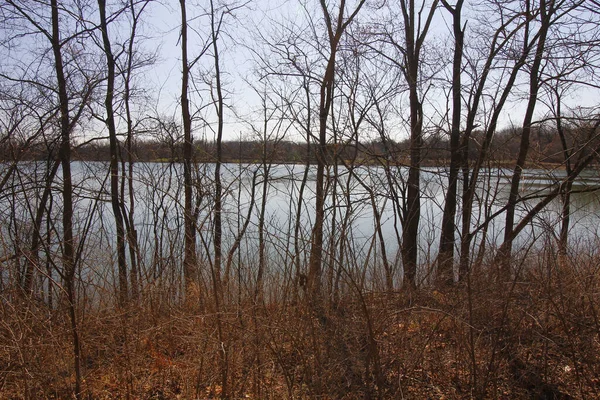 Vertical View Trees Lake Blue Sky Park — Stock Photo, Image