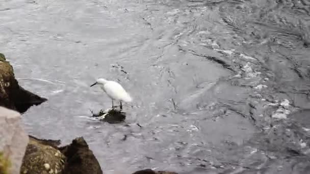 Vista Belo Pássaro Que Anda Água Rio Dia Ensolarado — Vídeo de Stock