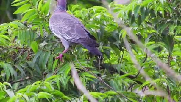 木の幹に美しい鳥のクローズアップ — ストック動画