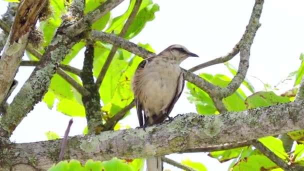 Κοντινό Πλάνο Του Όμορφου Πουλιού Στον Κορμό Του Δέντρου — Αρχείο Βίντεο