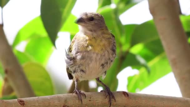 Gros Plan Bel Oiseau Sur Tronc Arbre — Video