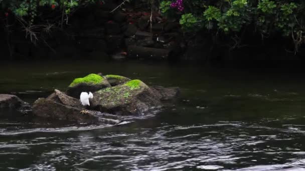 Vista Belo Pássaro Pedras Entre Rio Dia Ensolarado — Vídeo de Stock