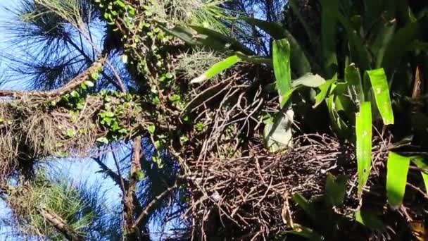 Κοντινό Πλάνο Του Όμορφου Πουλιού Φωλιά Στον Κορμό Του Δέντρου — Αρχείο Βίντεο
