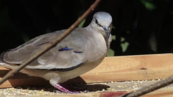 Nahaufnahme Einer Schönen Vogelfütterung Hölzernen Vogelfutterhäuschen Auf Verschwommenem Hintergrund — Stockvideo