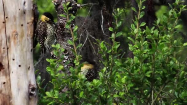 Primer Plano Hermosas Aves Tronco Del Árbol — Vídeo de stock