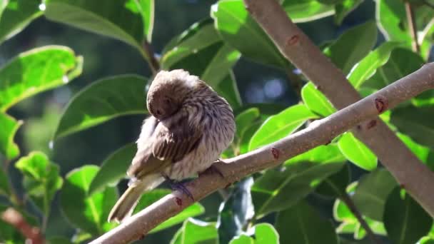 美丽的小鸟在树干上的特写 — 图库视频影像
