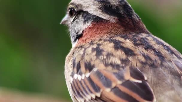 Närbild Bild Vacker Fågel Suddig Bakgrund — Stockvideo