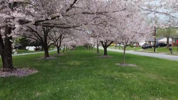 Paisaje Vista Callejón Con Cerezos Florecientes Cerca Carreteras Concepto Primavera — Vídeos de Stock