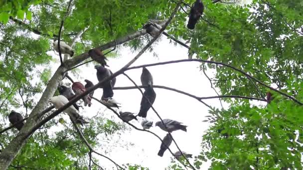 Zbliżenie Strzał Piękne Ptaki Pnia Drzewa — Wideo stockowe
