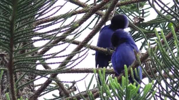 Крупним Планом Знімок Красивих Птахів Стовбурі Дерева — стокове відео