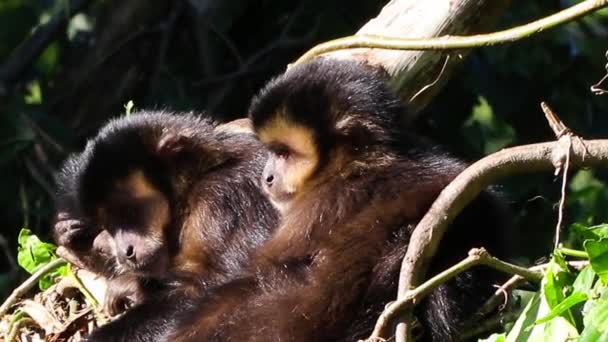 Милий Маленькі Мавпи Сидять Серед Листя Дерева Відкритому Повітрі Літня — стокове відео