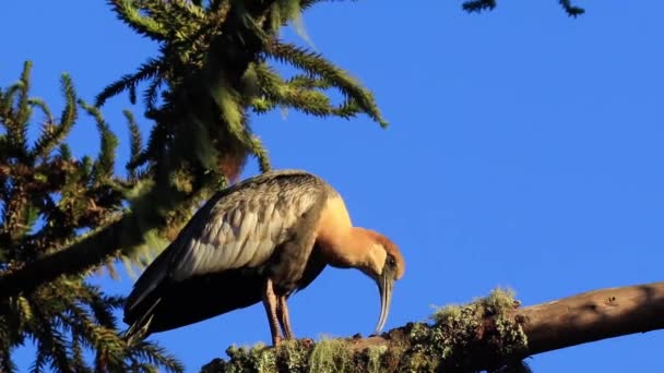 Primo Piano Colpo Bellissimo Uccello Sul Tronco Albero — Video Stock