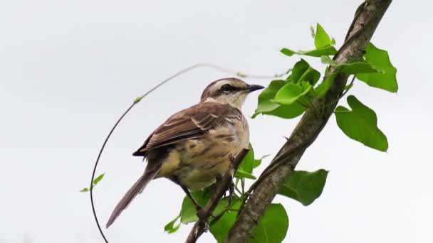 Nahaufnahme Eines Schönen Vogels Auf Einem Baumstamm — Stockvideo