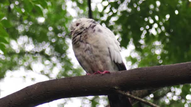 Zbliżenie Strzał Piękny Ptak Pnia Drzewa — Wideo stockowe