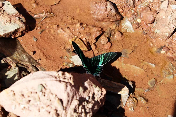 Färgglad Day Flying Moth Lera Och Ruttnande Område Med Döda — Stockfoto
