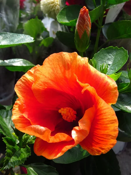 Beau Cliché Une Délicate Fleur Hibiscus Orange — Photo