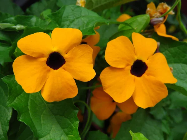 黒目のスーザン ヴァイン トゥンベリア アラタ の花のクローズアップ — ストック写真