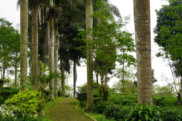 绿树成荫的植物园中的一条小路 — 图库照片