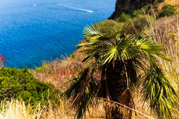 Primer Plano Palmeras Creciendo Acantilado — Foto de Stock