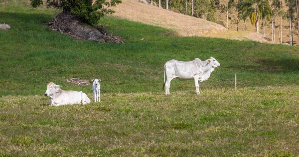 Una Familia Zebú Blanco Descansando Sobre Hierba Verde — Foto de Stock