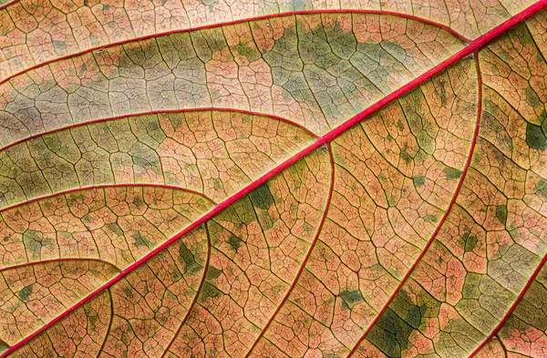 Nahaufnahme Eines Trockenen Herbstblattes Mit Grünen Flecken — Stockfoto