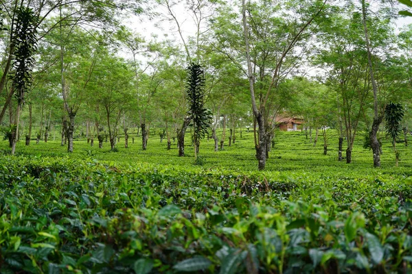 Een Prachtig Uitzicht Een Rustige Botanische Tuin Met Weelderige Vegetatie — Stockfoto