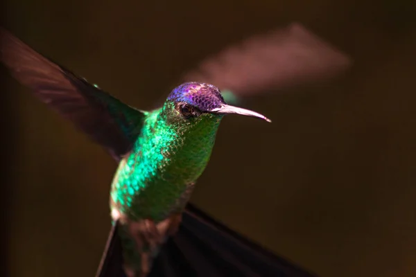 Een Close Shot Van Een Kolibrie Tegen Donker Bruine Achtergrond — Stockfoto