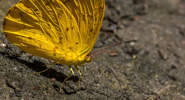 Een Gele Vlinder Grond — Stockfoto
