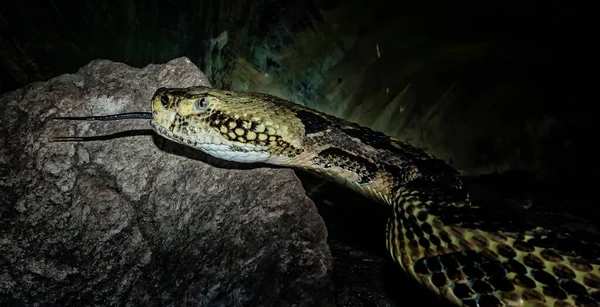 Detailní Záběr Chřestýše Lesního Crotalus Horridus — Stock fotografie