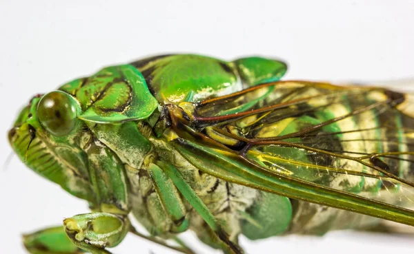 Closeup Shot Cicada White Background — Stock Photo, Image