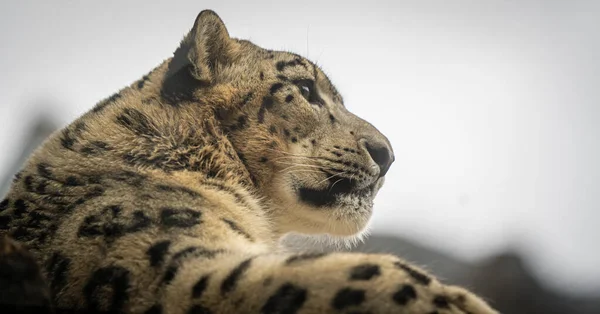 Primer Plano Perfil Lateral Leopardo Nieve Mirando Una Distancia Sobre — Foto de Stock