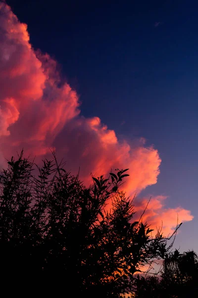 Una Silueta Vertical Los Árboles Bajo Hermoso Cielo Rosa Perfecto —  Fotos de Stock