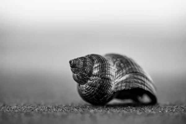 Foco Suave Una Cáscara Caracol Exótico Vacío Suelo — Foto de Stock