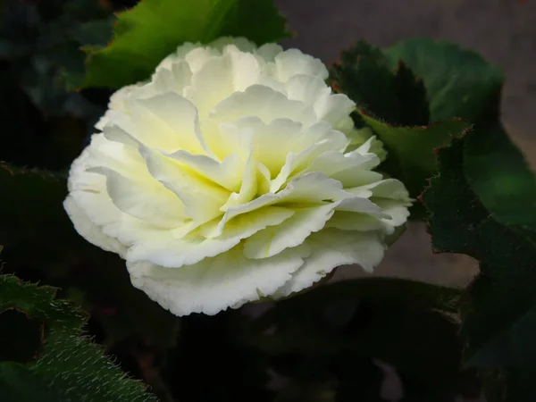 Hermoso Tiro Una Flor Peonía Herbácea Blanca — Foto de Stock