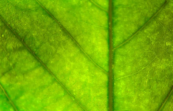 Een Close Shot Van Een Blad Textuur — Stockfoto