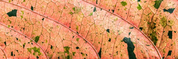 Detailní Záběr Suchého Podzimního Listu Zelenými Skvrnami — Stock fotografie