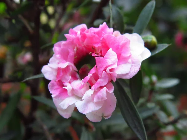 Una Bella Inquadratura Fiori Gloxinia Rosa Bianchi — Foto Stock