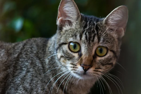 Kocaman Gözleri Olan Sevimli Bir Tekir Kedi — Stok fotoğraf
