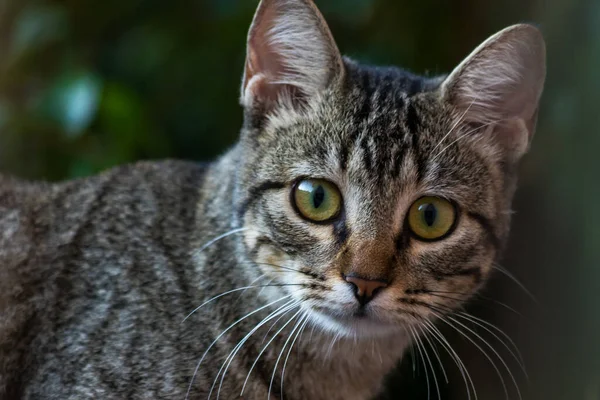 Chat Mignon Tabby Avec Grands Yeux — Photo