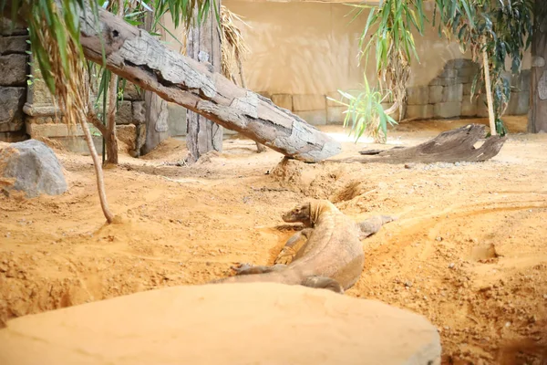 Smok Komodo Leżący Żółtej Ziemi Tulsa Zoo — Zdjęcie stockowe