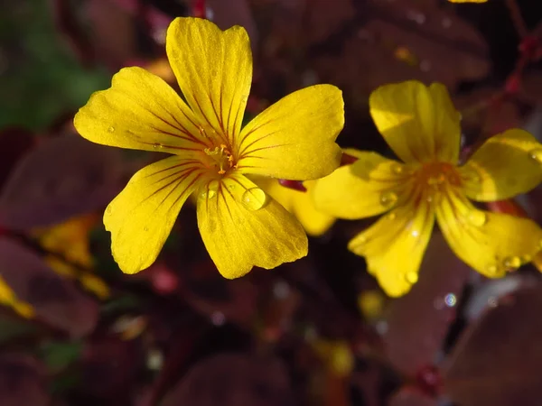 Ένα Κοντινό Πλάνο Του Όμορφου Κίτρινου Λουλουδιού Linum Flavum — Φωτογραφία Αρχείου