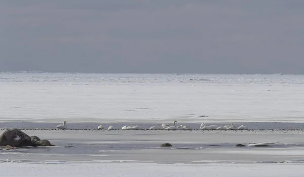 Una Bandada Cisnes Blancos Playa Bajo Cielo Nublado — Foto de Stock