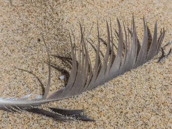 Grey Feather Sand Beach Sun — Stock Photo, Image
